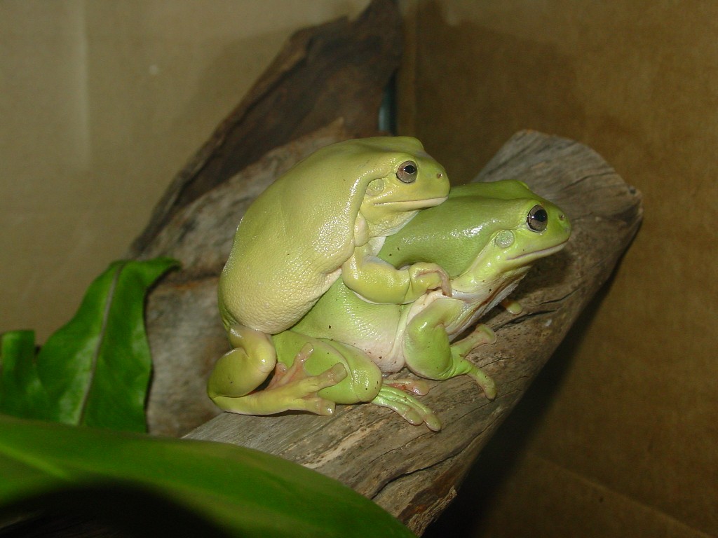 amplexus.jpg